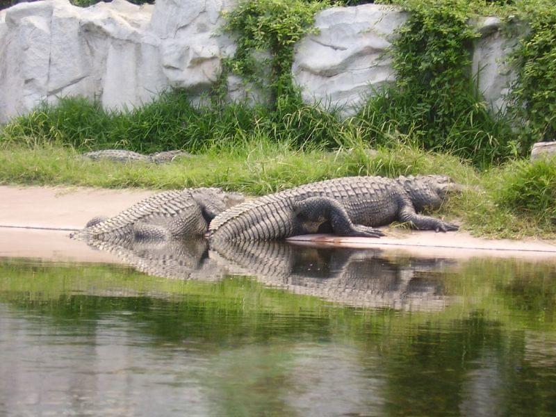 Crocodile in Temaiken Biopark