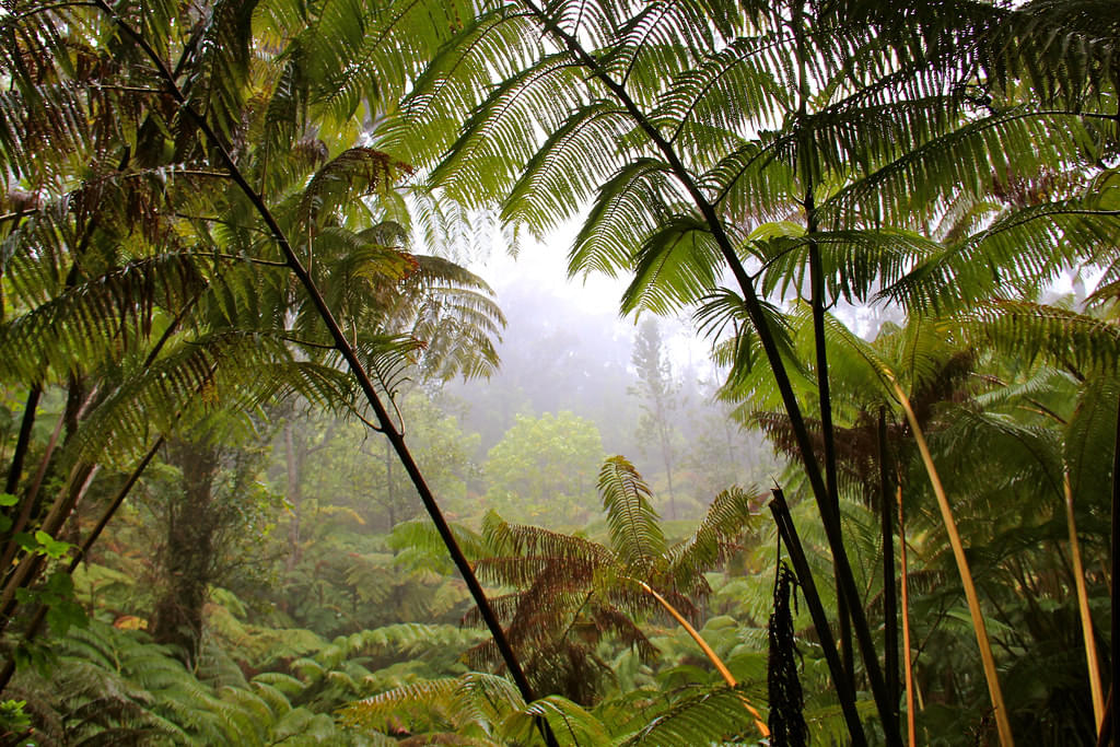 Trek through Tropical Forests
