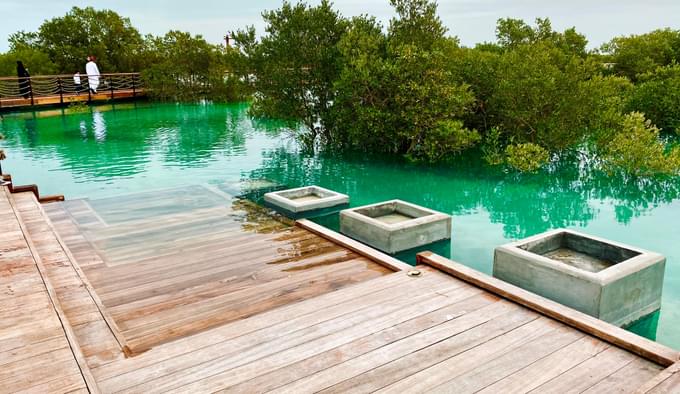 Mangroves in ABu Dhabi