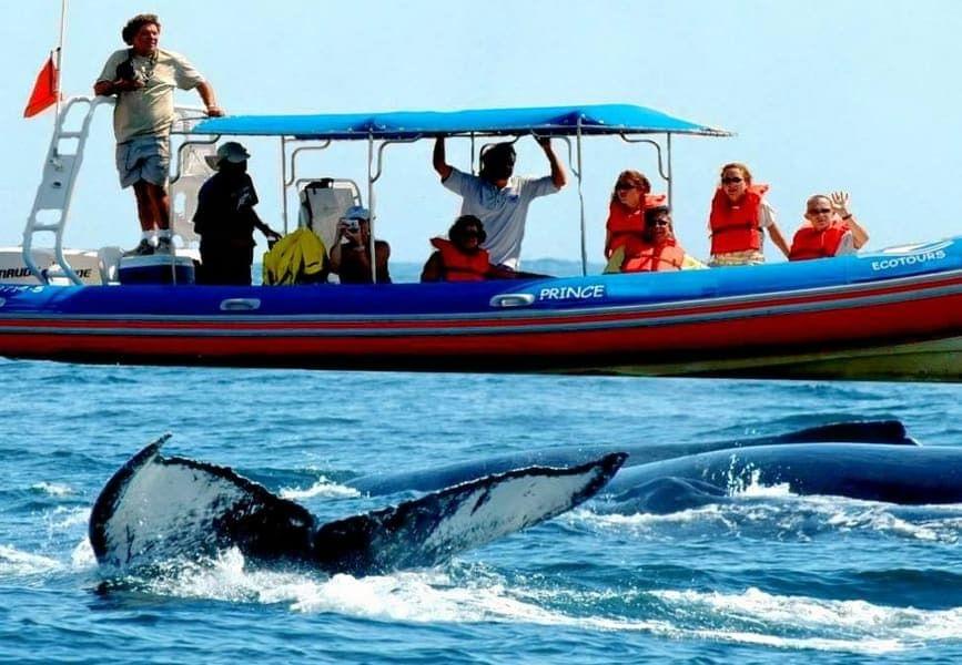 Dolphin Watching Mallorca Tours