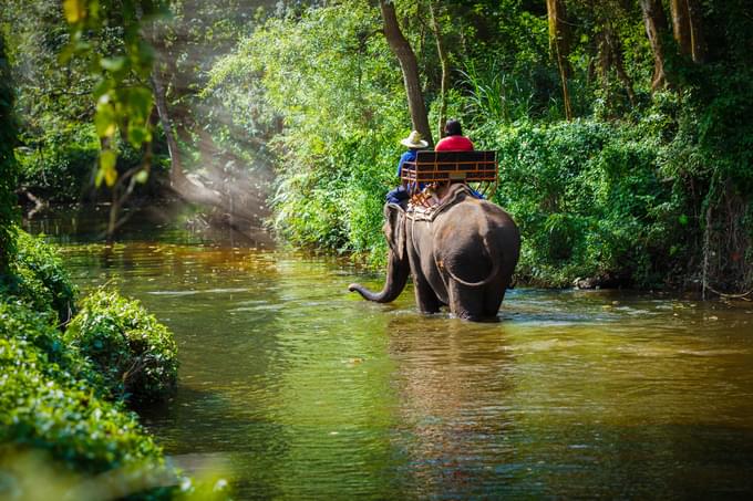 Chiang Mai Elephant Sanctuaries