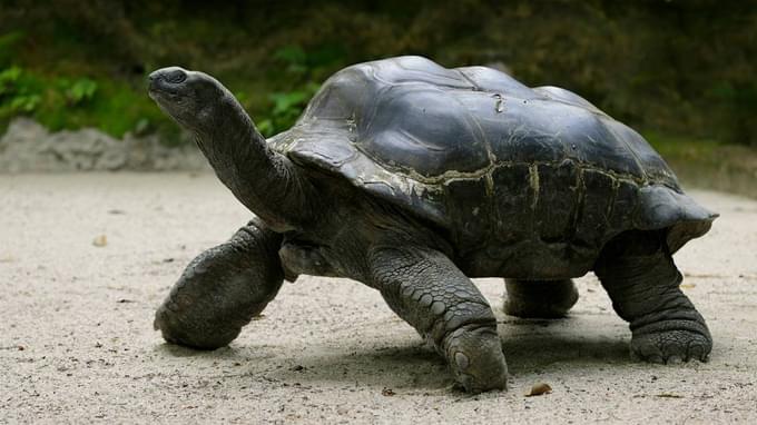 Aldabra Atoll