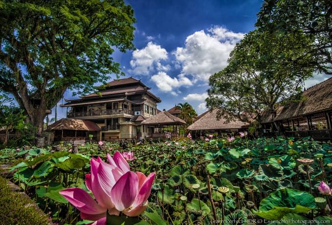 Lotus Pond