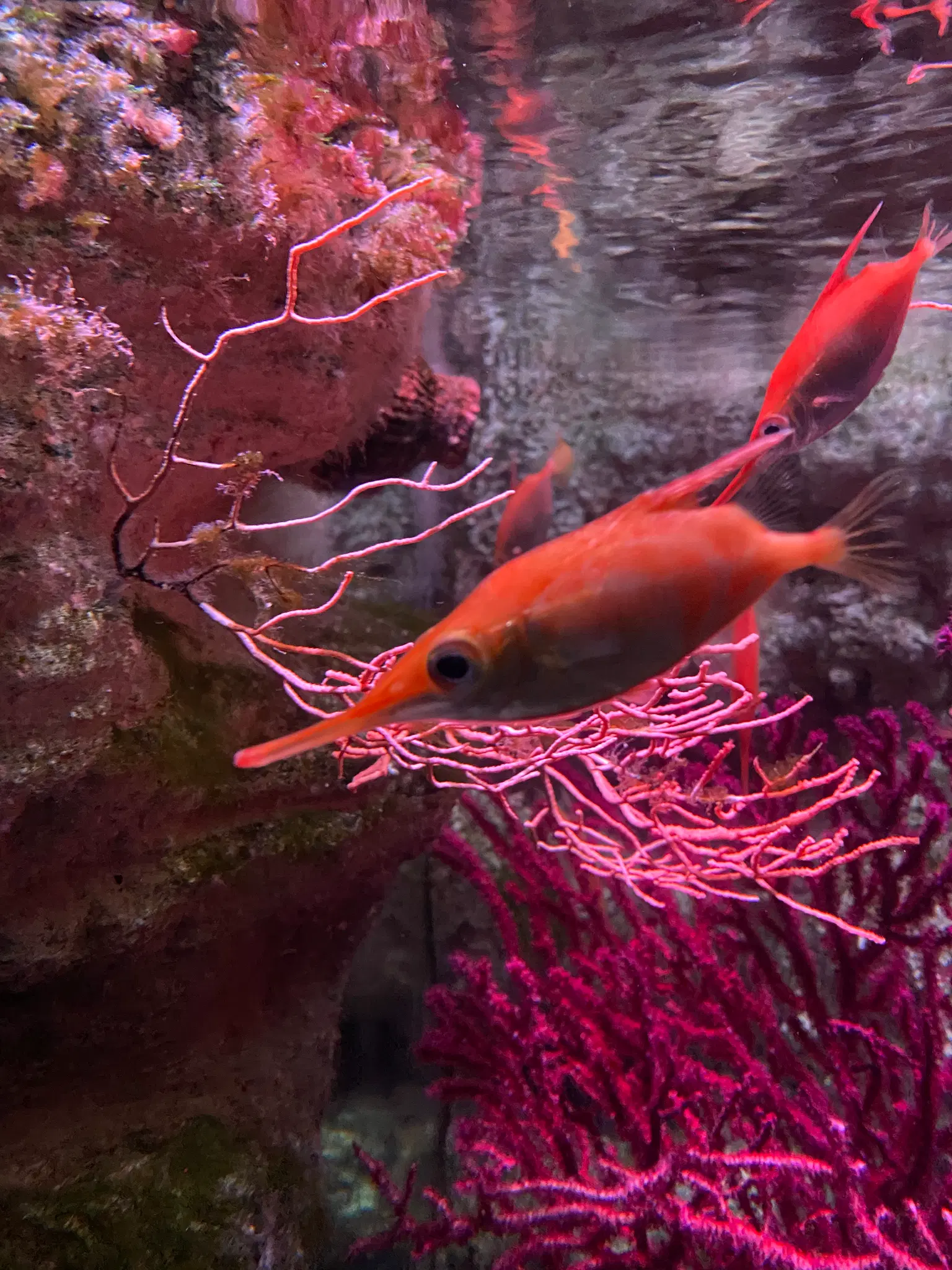 Traveller photo