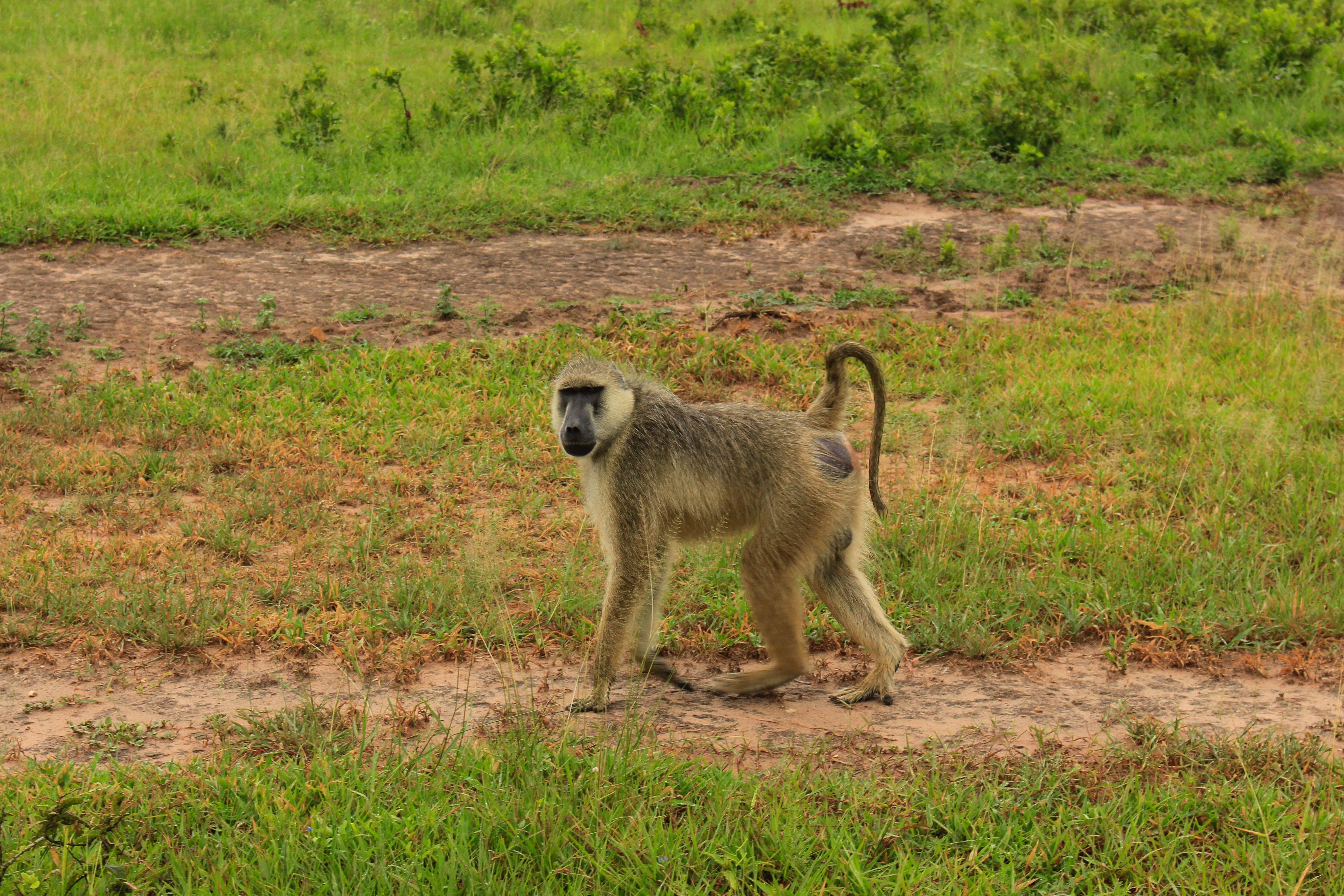 Gombe National Park