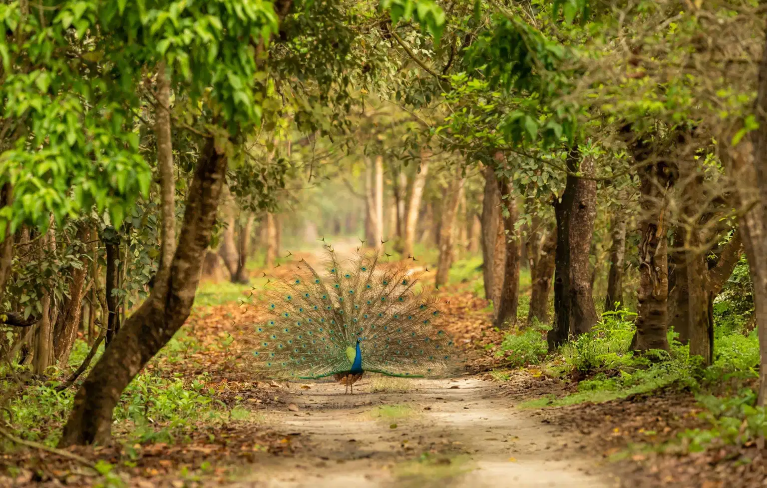 Glimpse of Jim Corbett National Park | A Memorable Vacation
