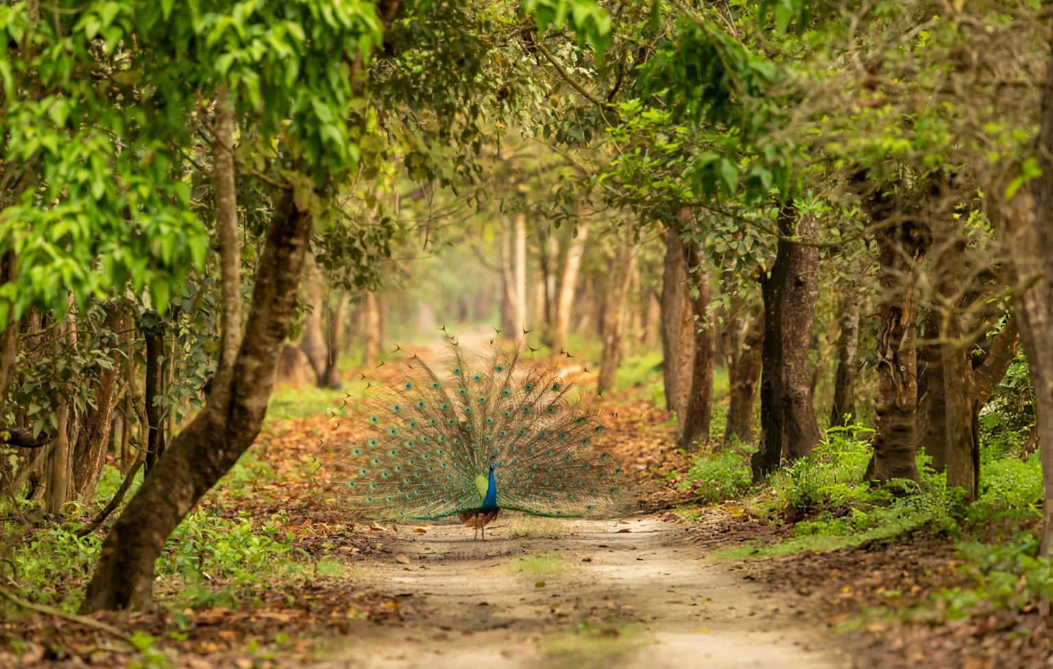 Glimpse of Jim Corbett National Park | A Memorable Vacation