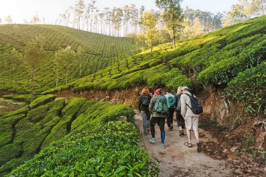 Munnar 3 Days Honeymoon Package Image