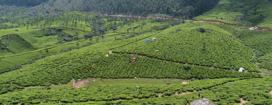 Indulge in a tea-savouring session