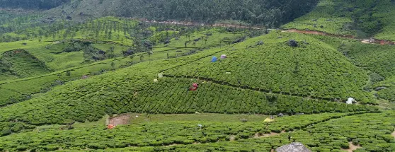 Indulge in a tea-savouring session