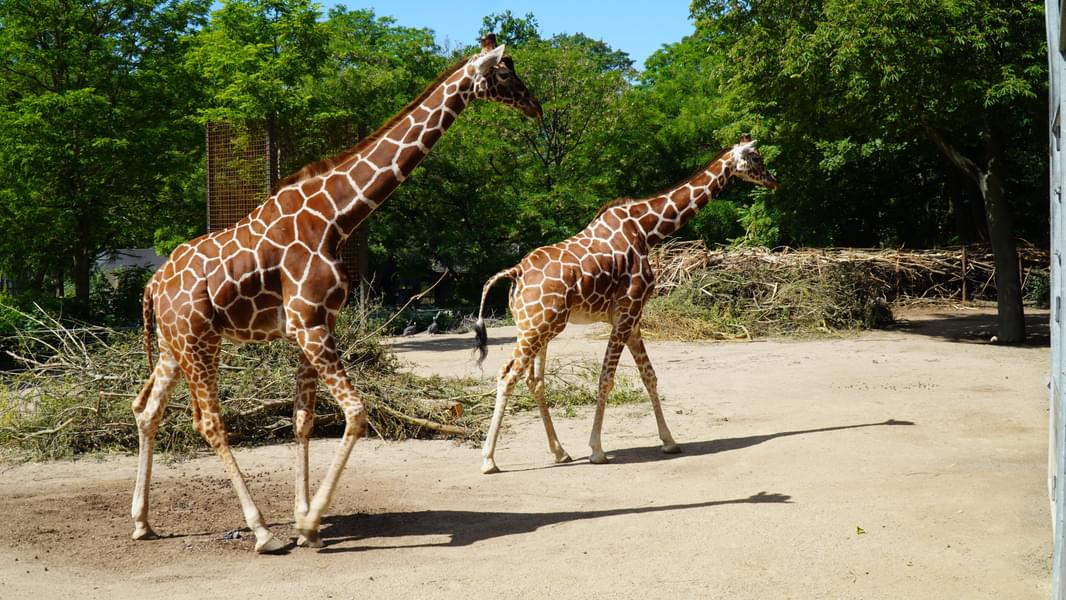 Say hello to the tallest members of the animal kingdom
