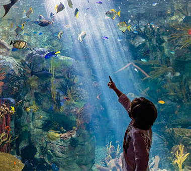 Shipwreck Exhibit