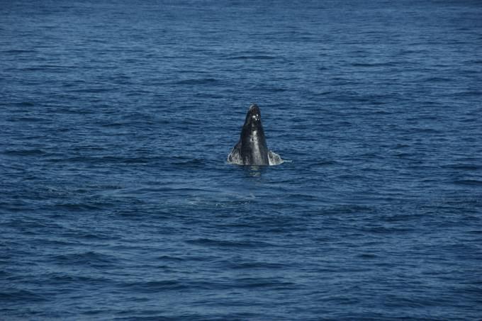 Cabo San Lucas: Whale Watching Catamaran Experience