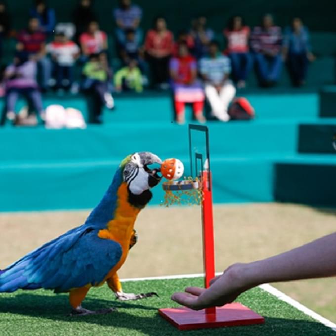 bird show dubai