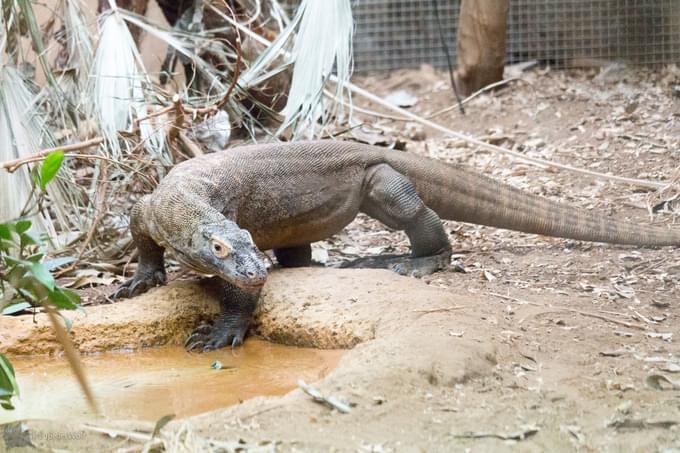 Komodo Dragon Experience