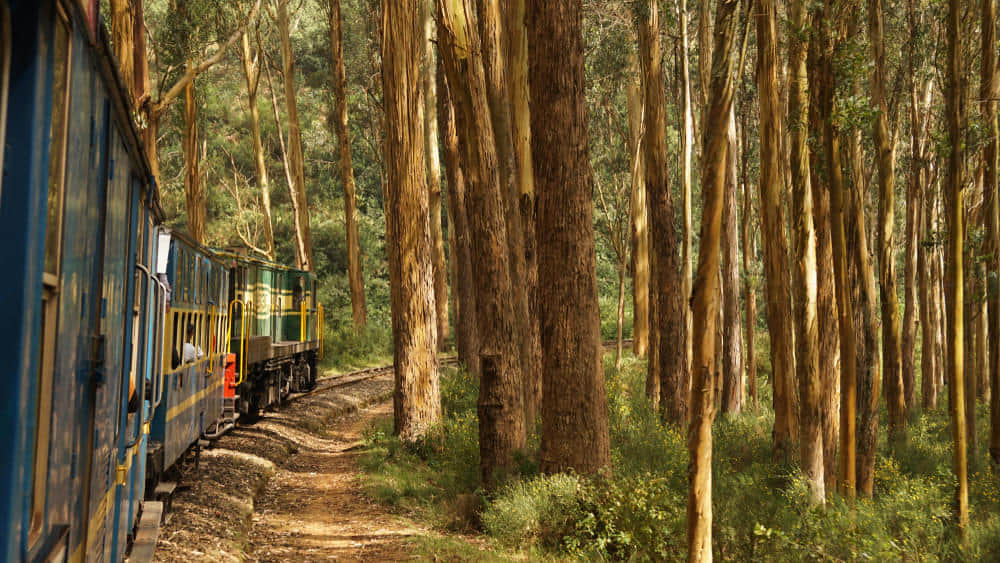 Ooty for First Timers