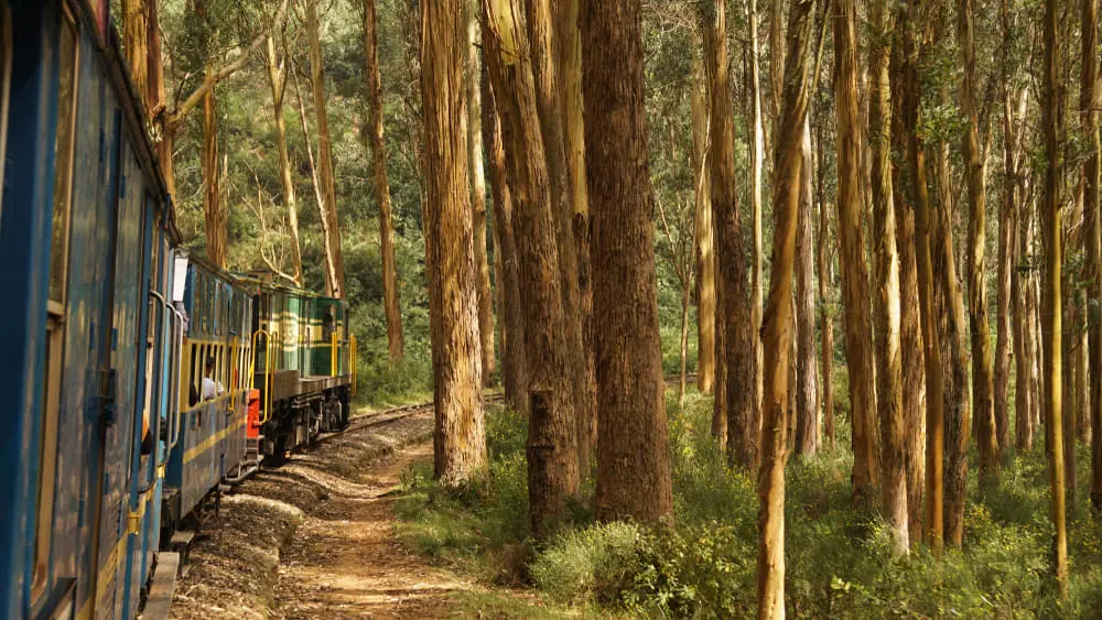 Ooty for First Timers