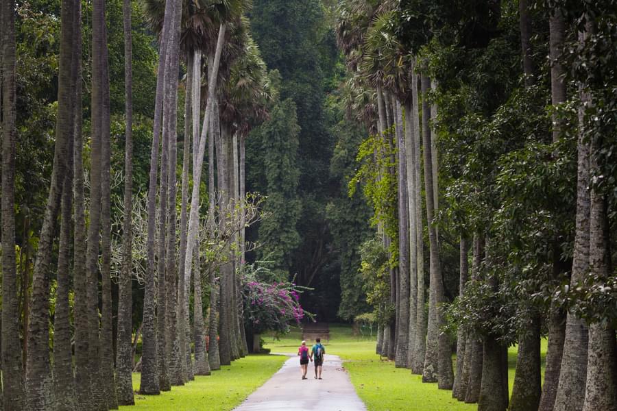 Full Day Nuwara Eliya Sightseeing Tour Image