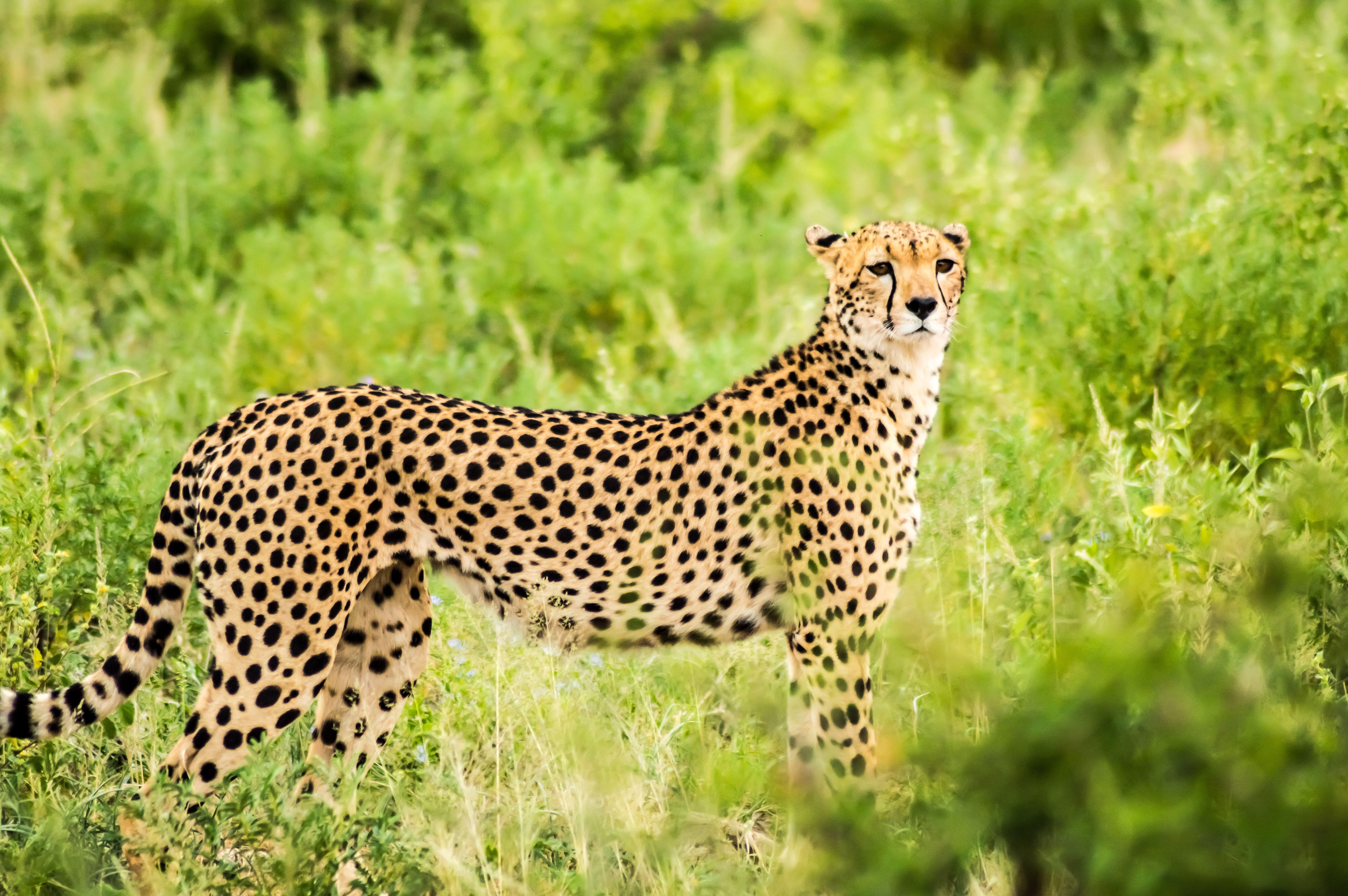 Samburu National Reserve