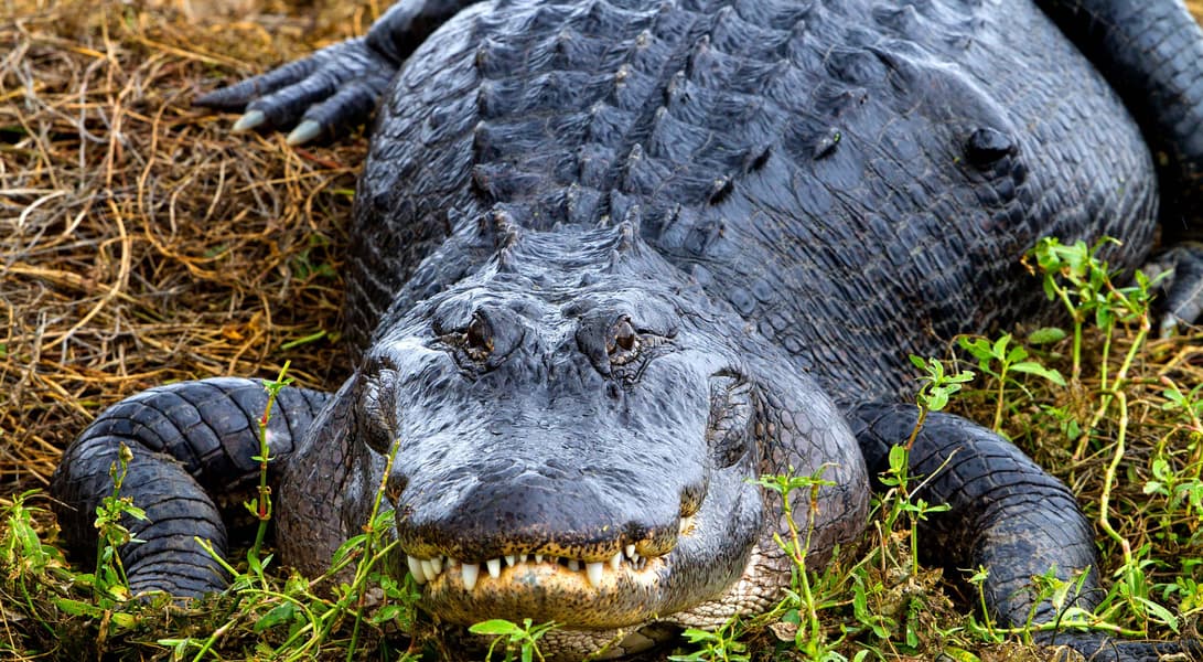 Boggy Creek Airboat Ride Image