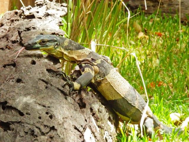 David Fleay Wildlife Park, <em>Gold Coast</em>