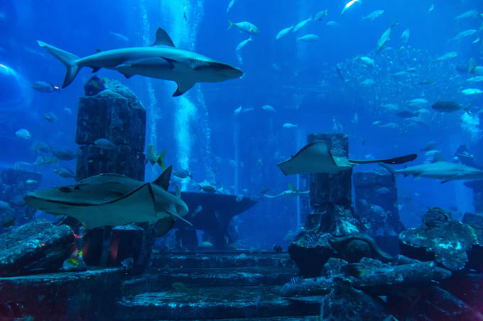 Dubai Aquarium