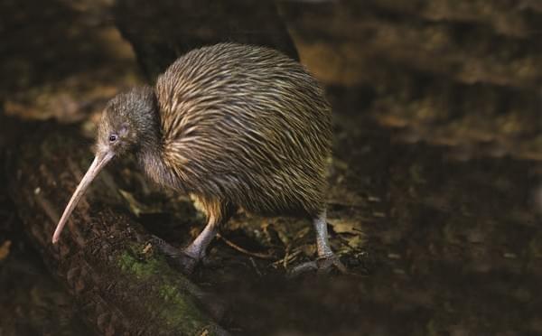 Get a glance at the kiwi bird at the Otorohanga Kiwi House!