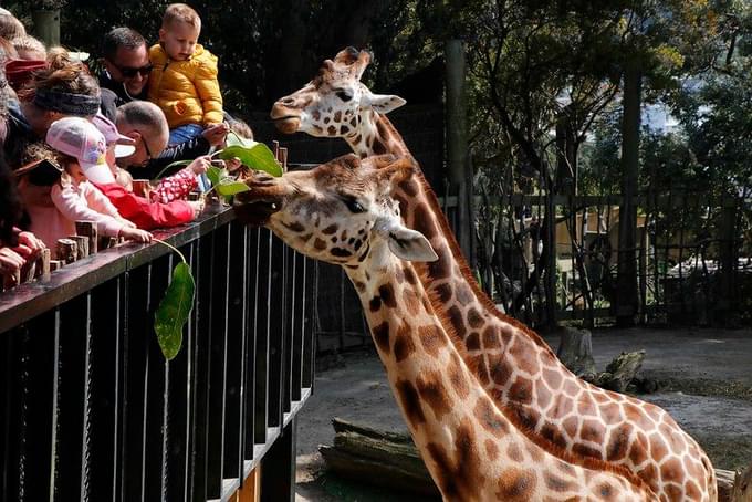 Wellington Zoo