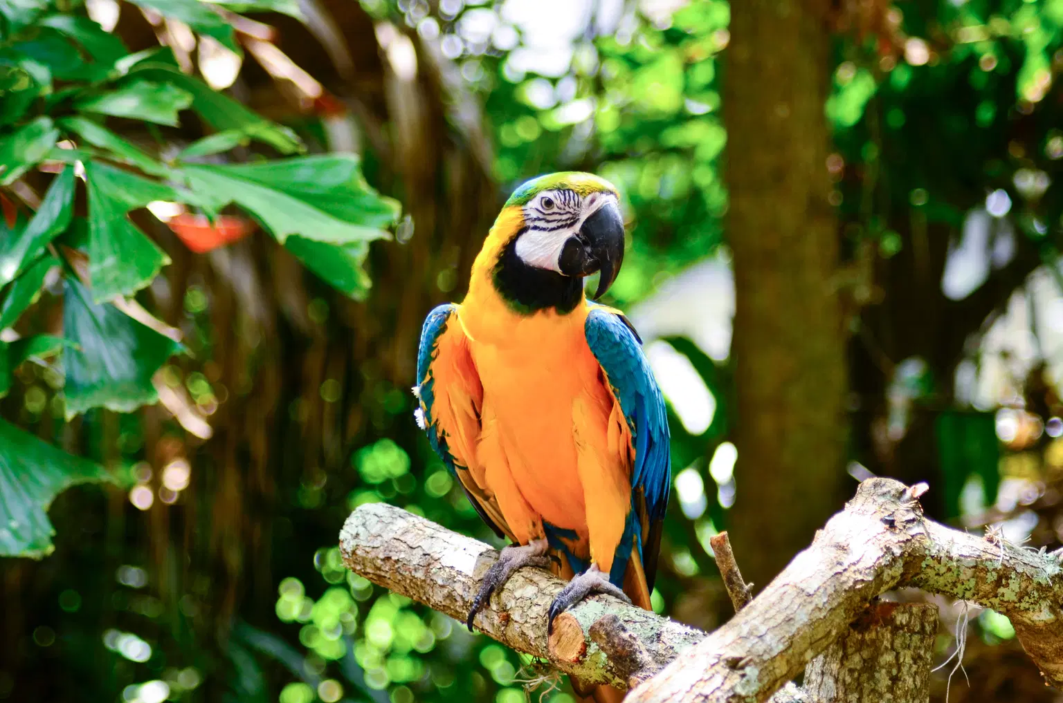 Melbourne Zoo