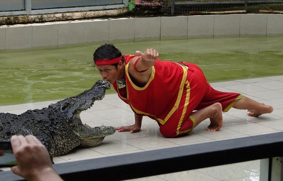 See the unbelievable tricks during Crocodile Show.