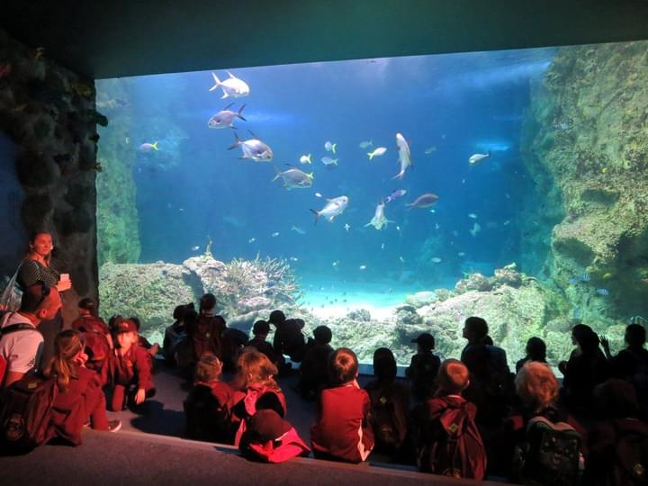 Sea Life Sydney Aquarium Tickets