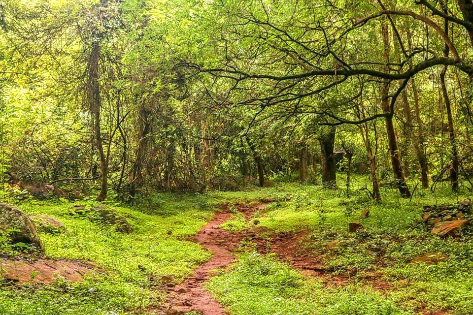 Scenic Trek to Canopy Hill Vattakanal #2