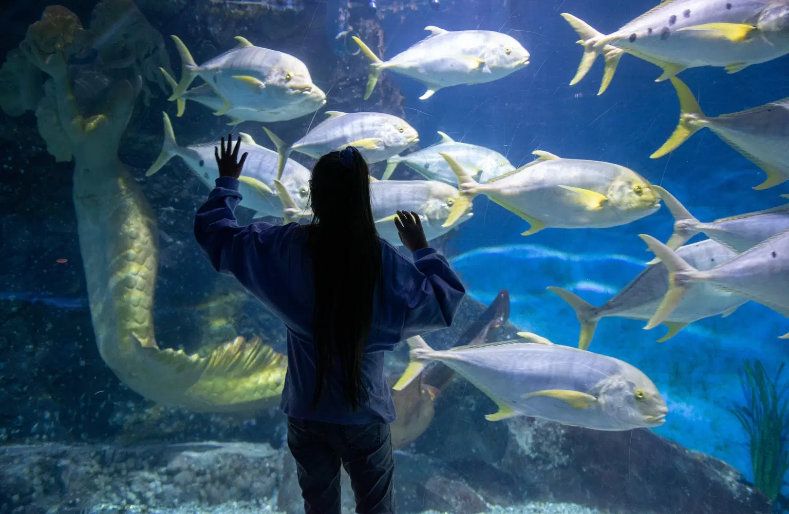 Virtual Aquarium