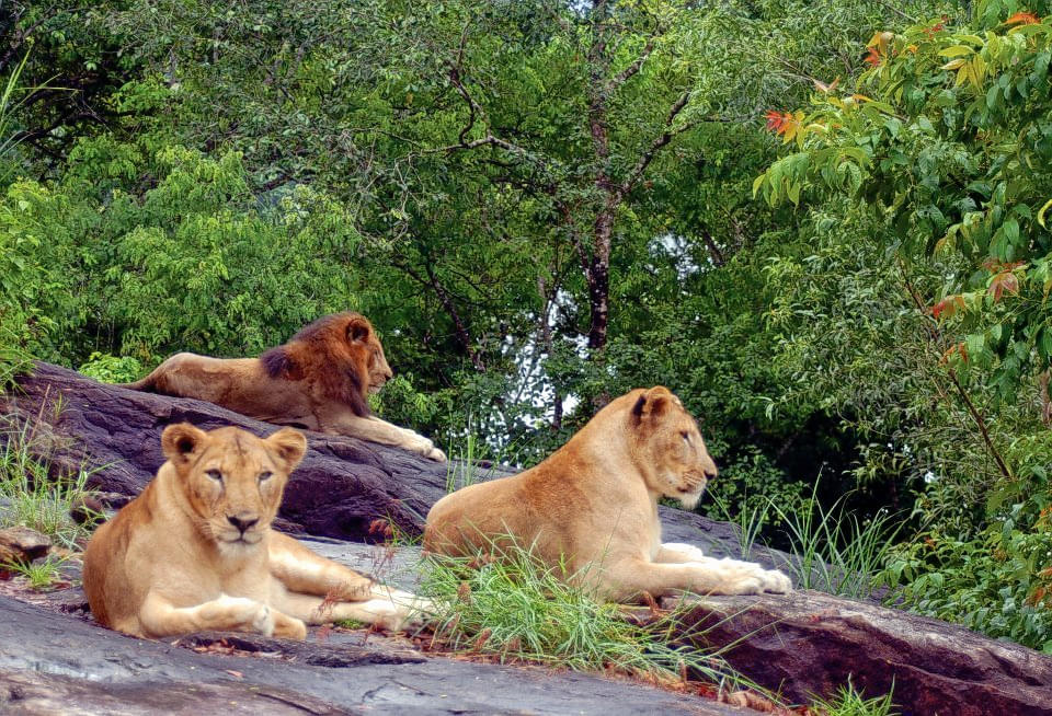 Lion Safari Park In Trivandrum