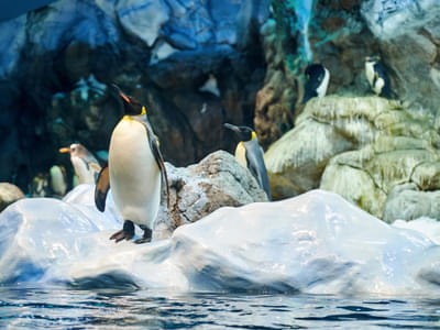 Explore the inhabitants of the Penguin Island in the aquarium zone