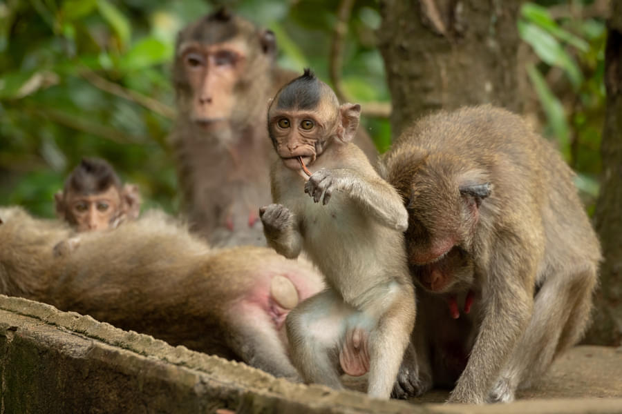 Can Gio Mangrove Tour Image