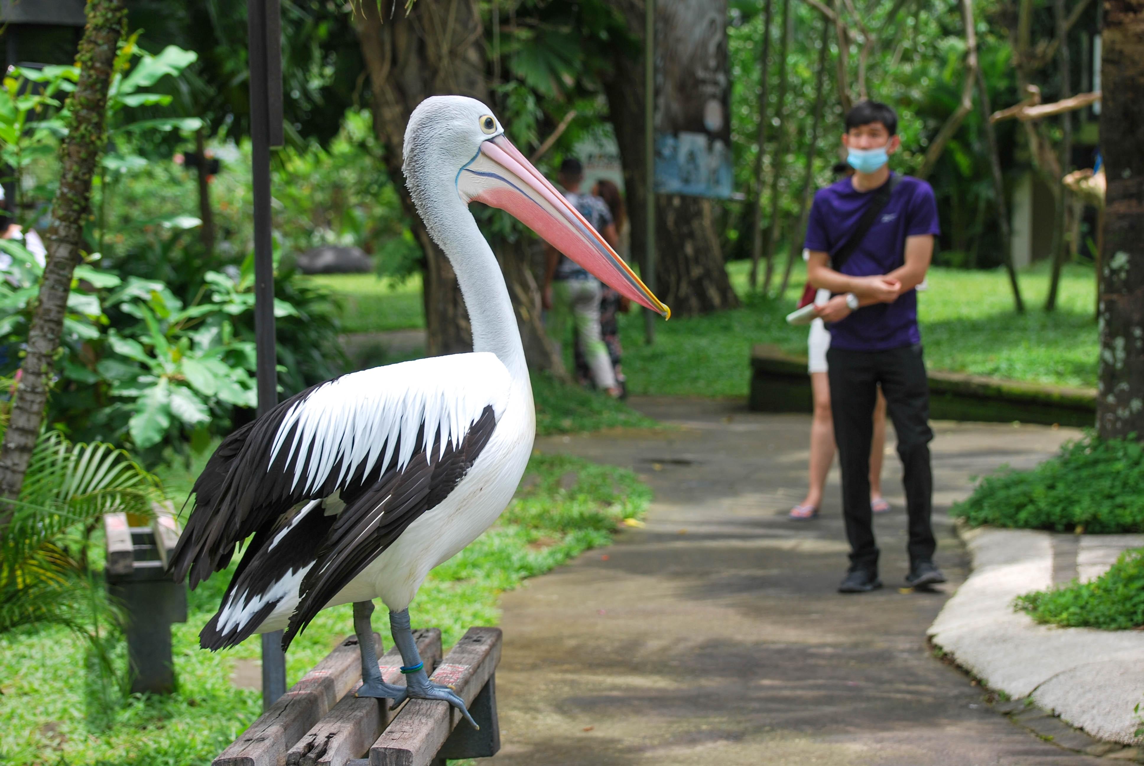 Attend the Pelican Feeding Show