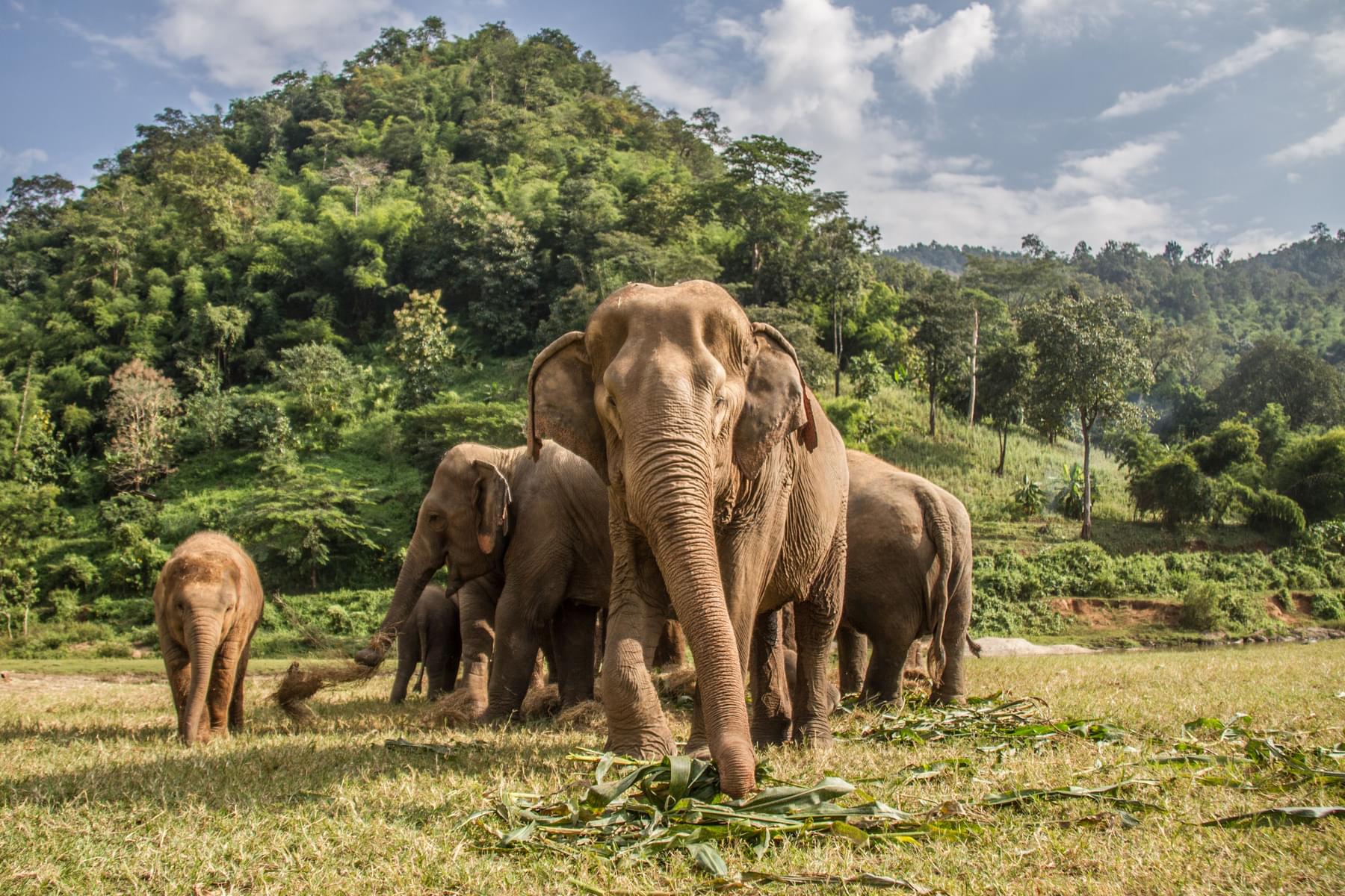 Elephants of Asia
