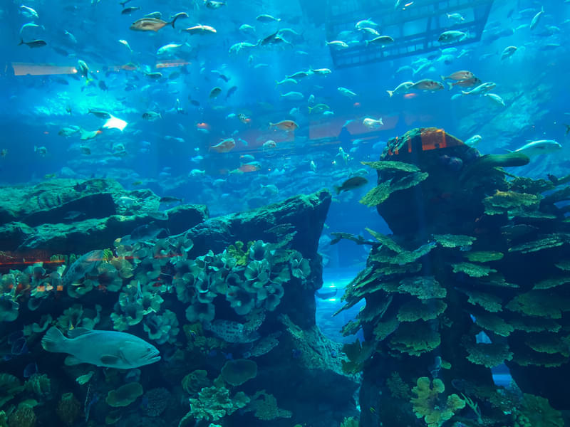 At the Top (Level 124 & 125) + Dubai Aquarium