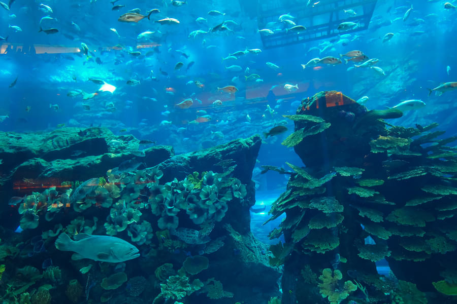 Book Burj Khalifa & Dubai Aquarium Combo and marvel at magnificent underwater world