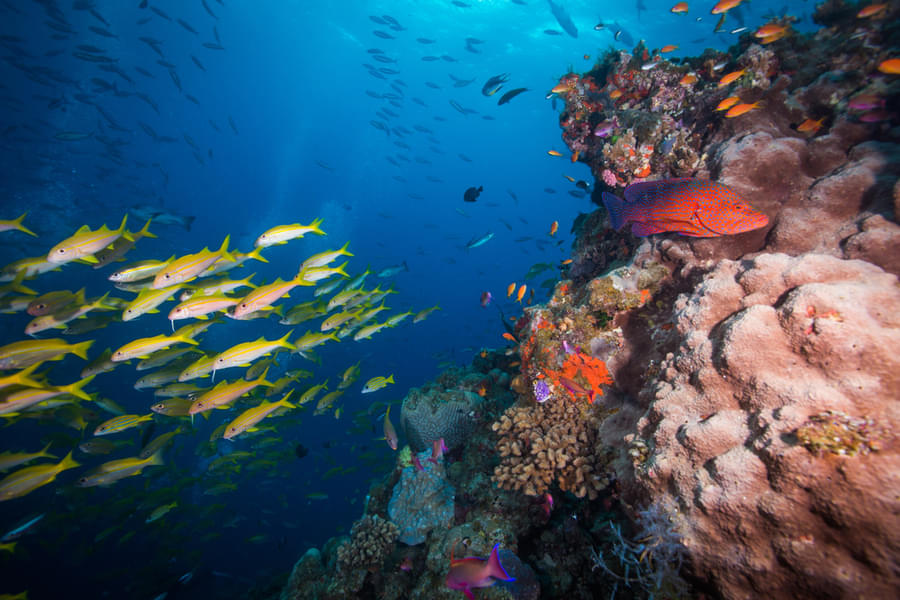 Scuba Diving in Bentota Image