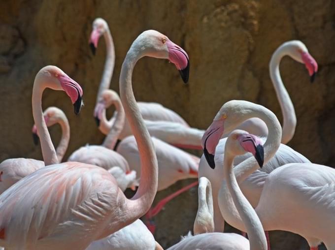 Flamingo in Valencia Bioparc