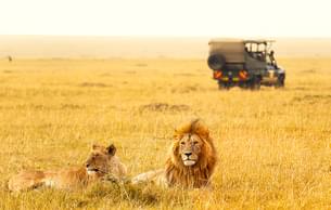 Lions spotted at Maasai Mara National Reserve