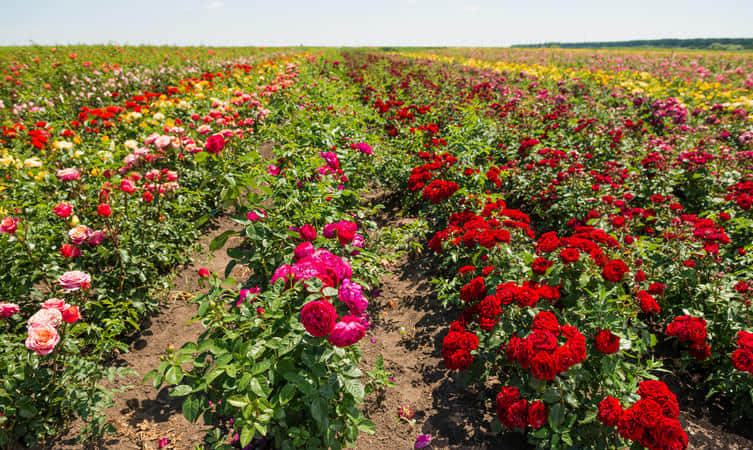 Rose Garden