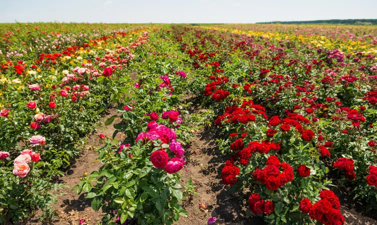 Rose Garden