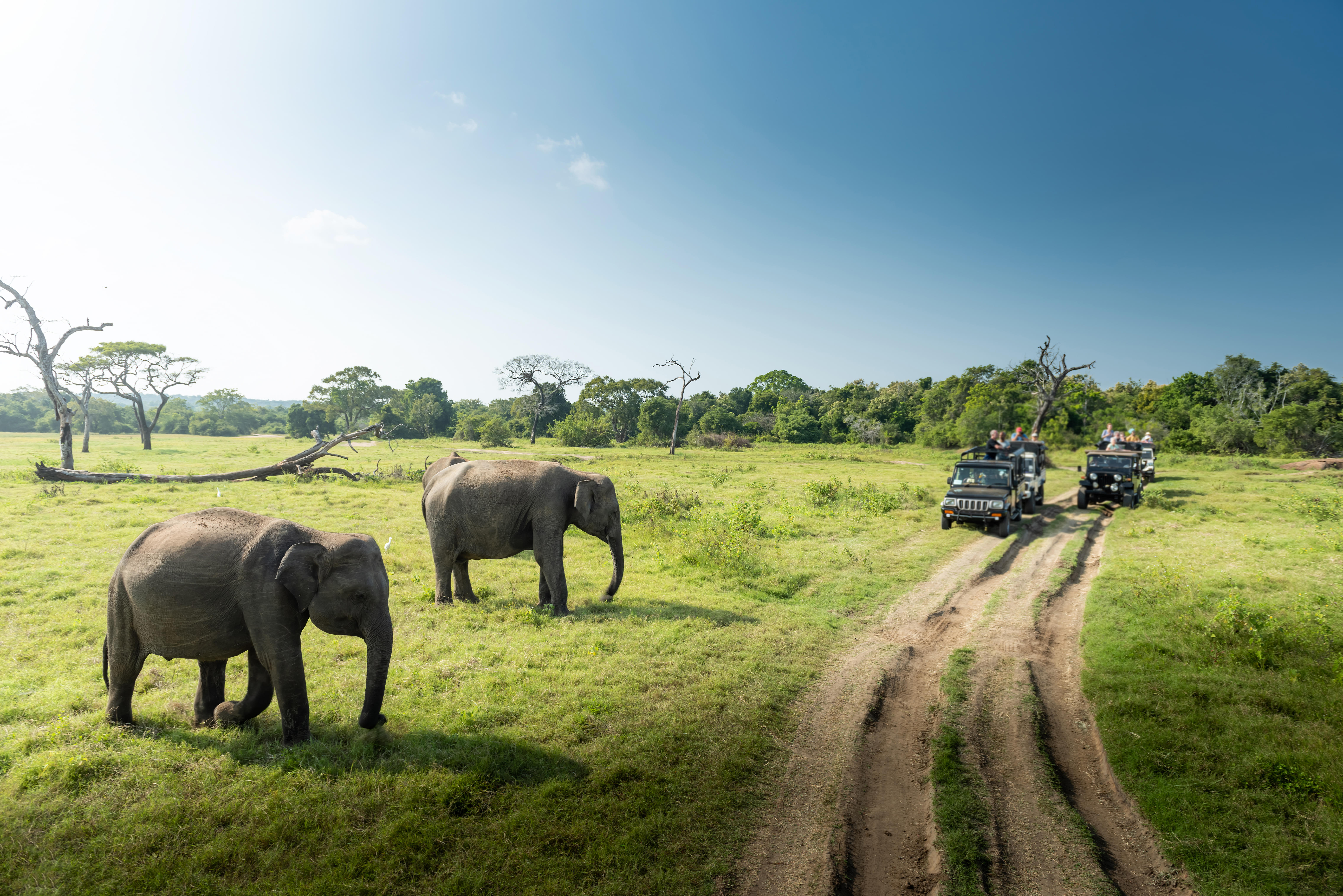 Yala Tour Packages | Upto 40% Off