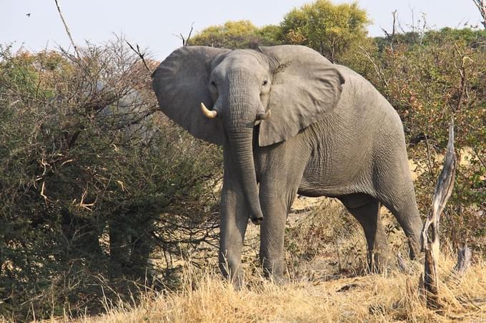 Elephant in Oasis Wildlife Fuerteventura