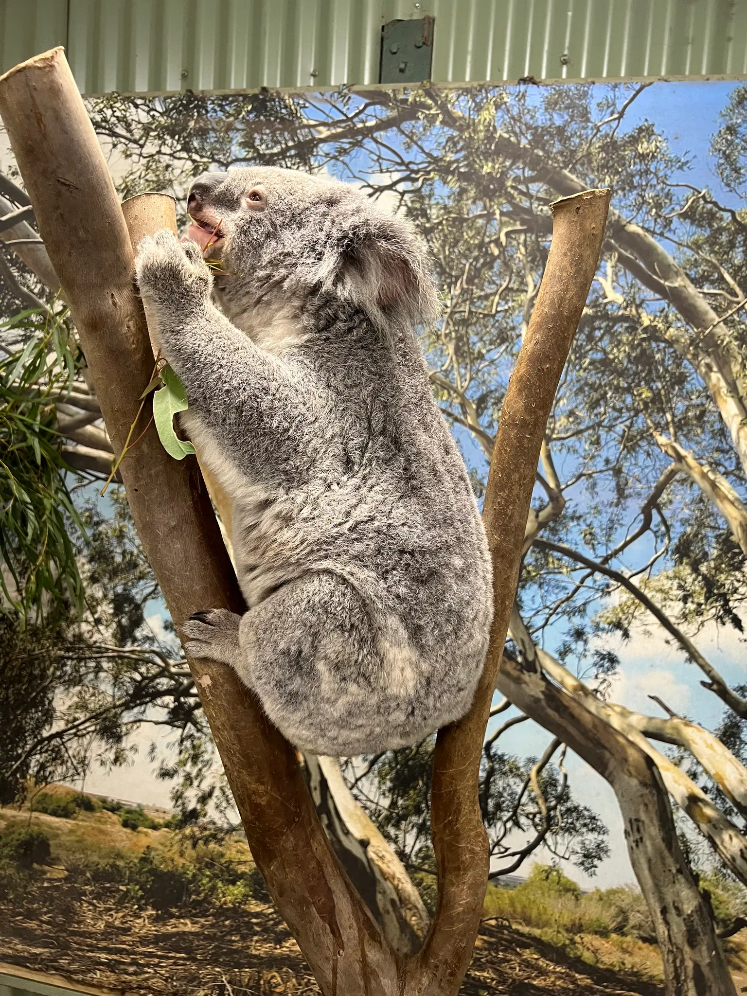 Traveller photo