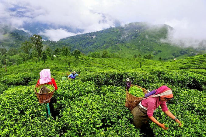 V7taqa364pk2q9g7yleap48c1jqs 1587380098 munnar women plucking tea leaves
