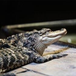 American Alligator